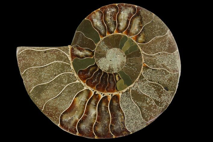 Agatized Ammonite Fossil (Half) #111511